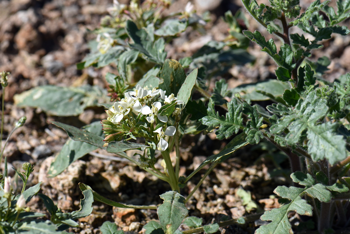 Woody Bottle-washer is a highly variable primrose that is found in the far western United States. It is an annual native species that grows up to 16 inches or so. Eremothera boothii 